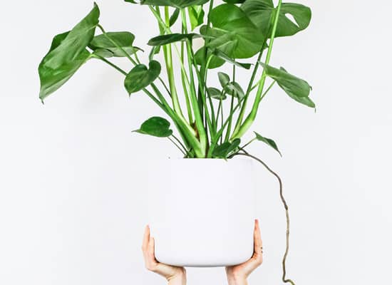 Hands holding up a white pot with a green plant