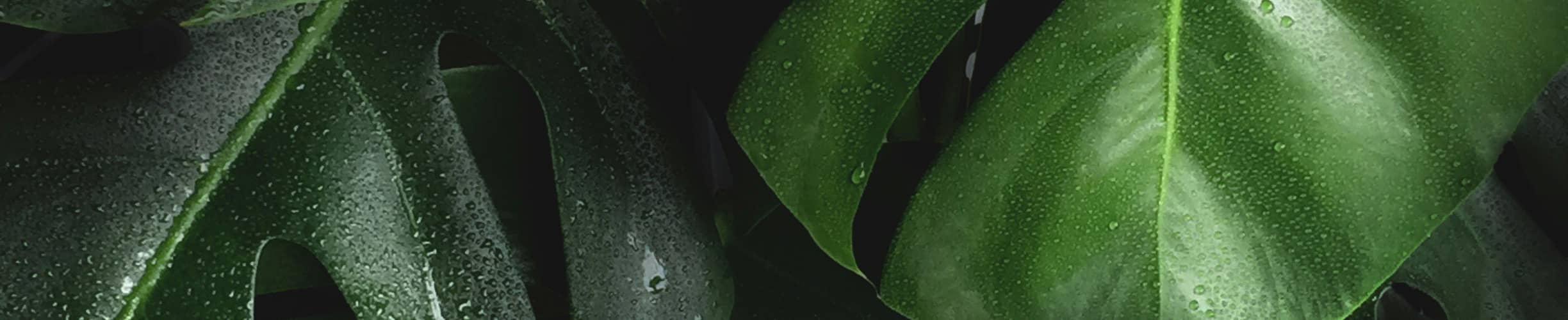Lush, green Monstera leaves